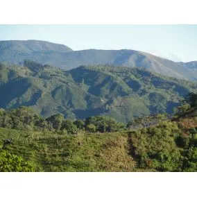 Costa Rica Tarrazu, prăjire medie, boabe de cafea arabica