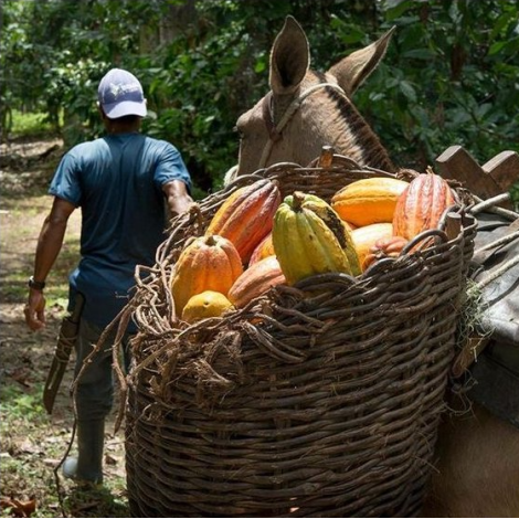 Bomboană de ciocolată Michel Cluizel "8 Cappuccino"
