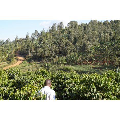 Nordbeans Kenya Gathinja PB 250g