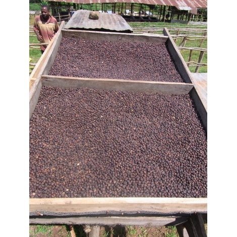 GourmetCoffee Specialty - Etiopia Chelbesa Natural 250g
