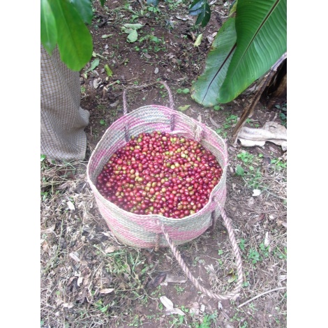 GourmetCoffee Specialty - Etiopia Chelbesa Natural 250g