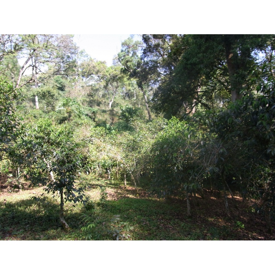 GourmetCoffee Specialty - Etiopia Chelbesa Natural 250g