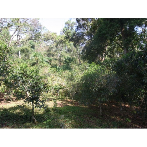 GourmetCoffee Specialty - Etiopia Chelbesa Natural 250g