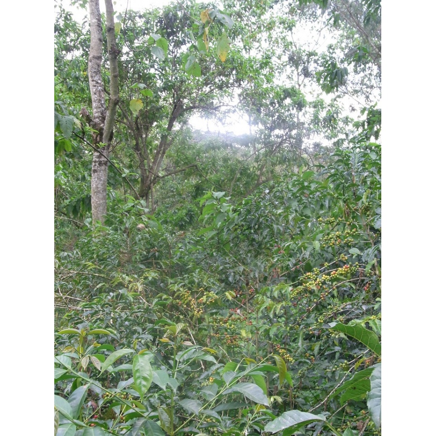 GourmetCoffee Specialty - Etiopia Chelbesa Natural 250g