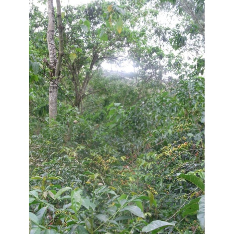 GourmetCoffee Specialty - Etiopia Chelbesa Natural 250g