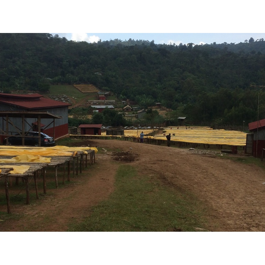 GourmetCoffee Specialty - Etiopia Chelbesa Natural 250g