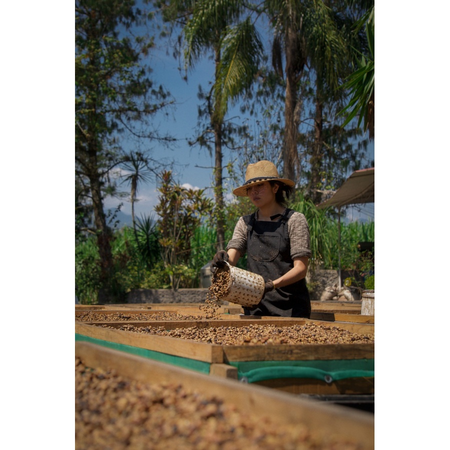 GourmetCoffee Specialty - Mexic SV Kitos 250g