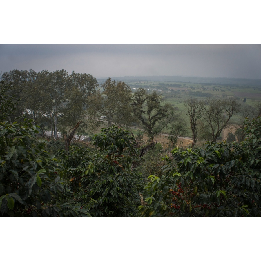 GourmetCoffee Specialty - Mexic SV Kitos 250g