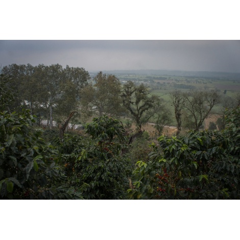 GourmetCoffee Specialty - Mexic SV Kitos 250g