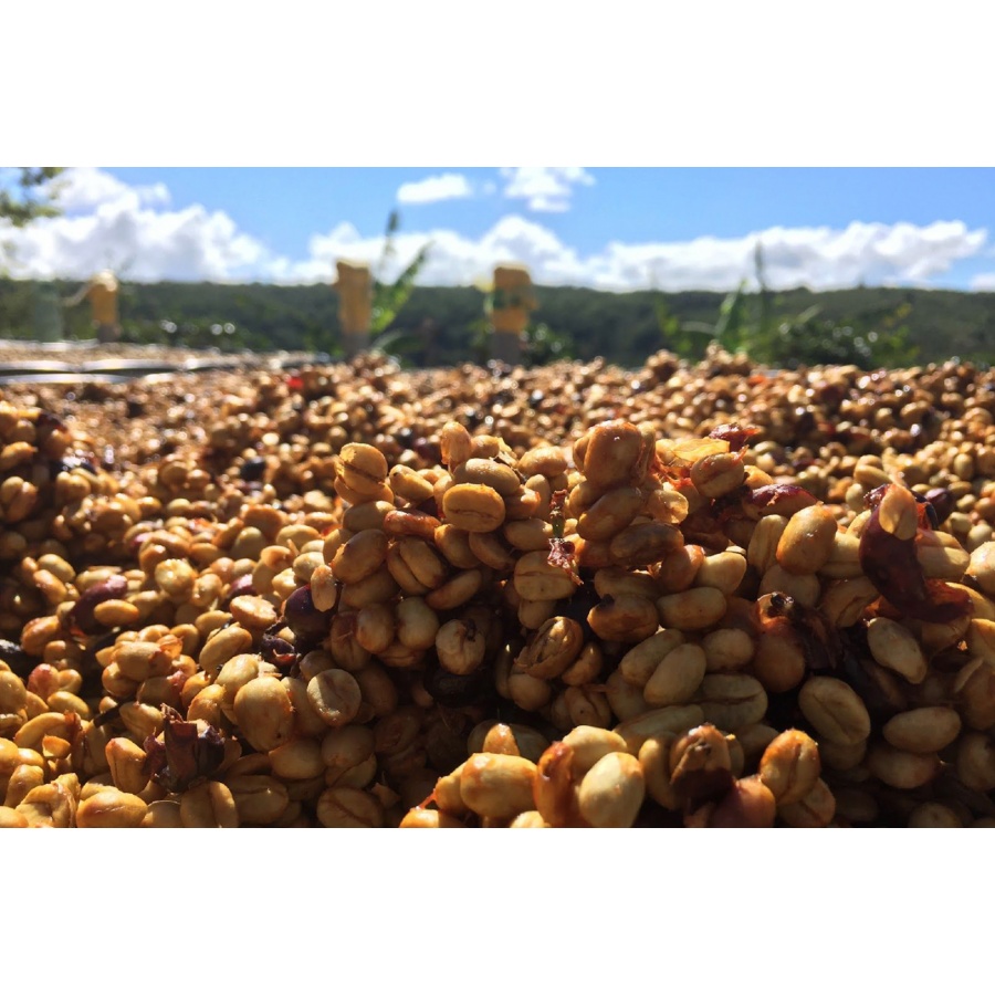 Nordbeans Costa Rica VARA BLANCA HONEY, 250g