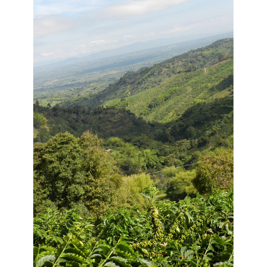 GourmetKáva Specialty Columbia Tumbaga DECAF 250 g