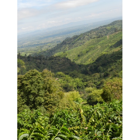 GourmetKáva Specialty Columbia Tumbaga DECAF 250 g