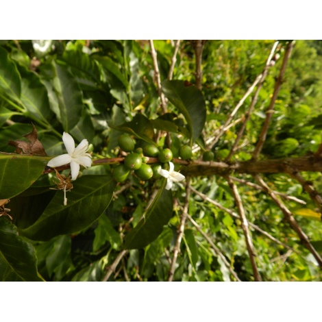 GourmetKáva Specialty Columbia Tumbaga DECAF 250 g