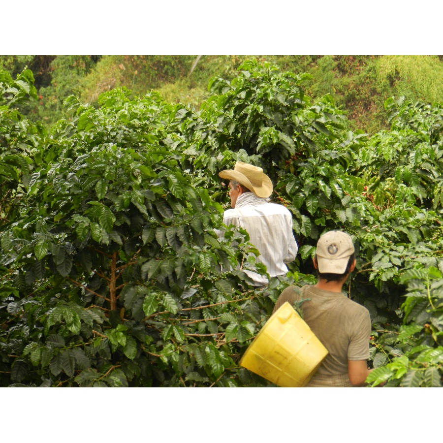 GourmetKáva Specialty Columbia Tumbaga DECAF 250 g