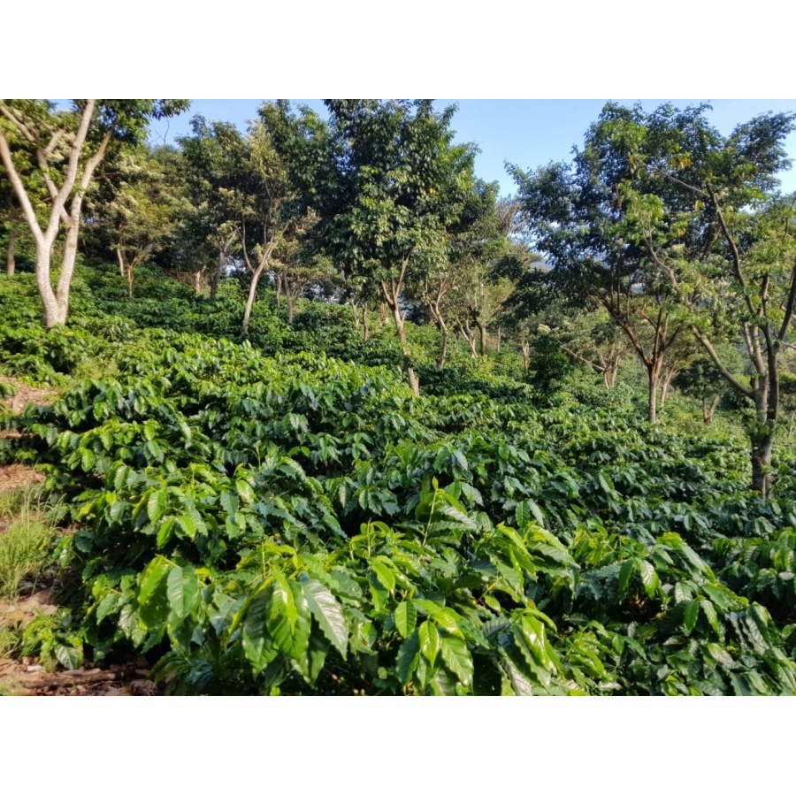 GourmetCoffee Specialitate - Salvador V. Hermosa Anaerobic 250g