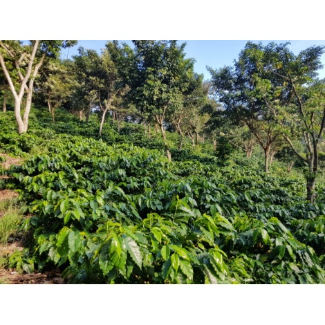 GourmetCoffee Specialitate - Salvador V. Hermosa Anaerobic 250g