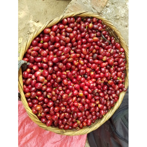 GourmetCoffee Specialitate - Salvador V. Hermosa Anaerobic 250g