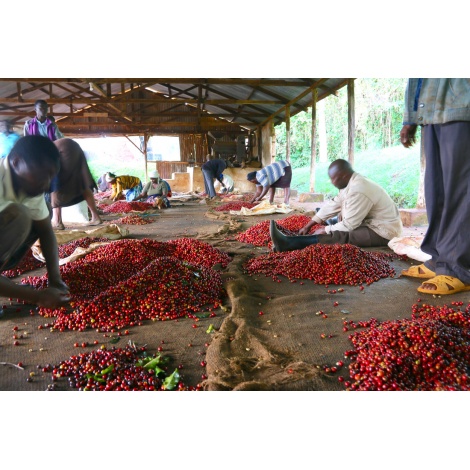 GourmetCoffee Specialitate Kenya Wamuguma PB 250g