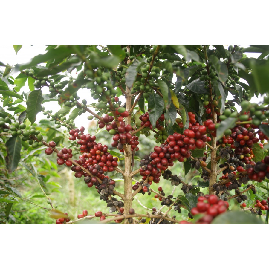 GourmetCoffee Specialty - Indonezia Aulila Kahfi 250g