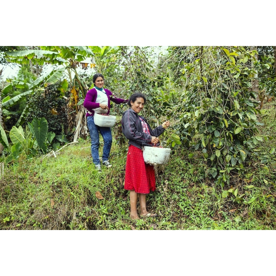 GourmetCoffee Specialty - Peru T. Sachez 250g