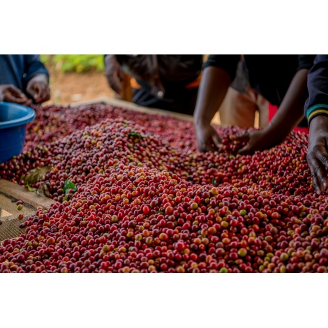 GourmetCoffee Specialitate Burundi Gakenke 250g