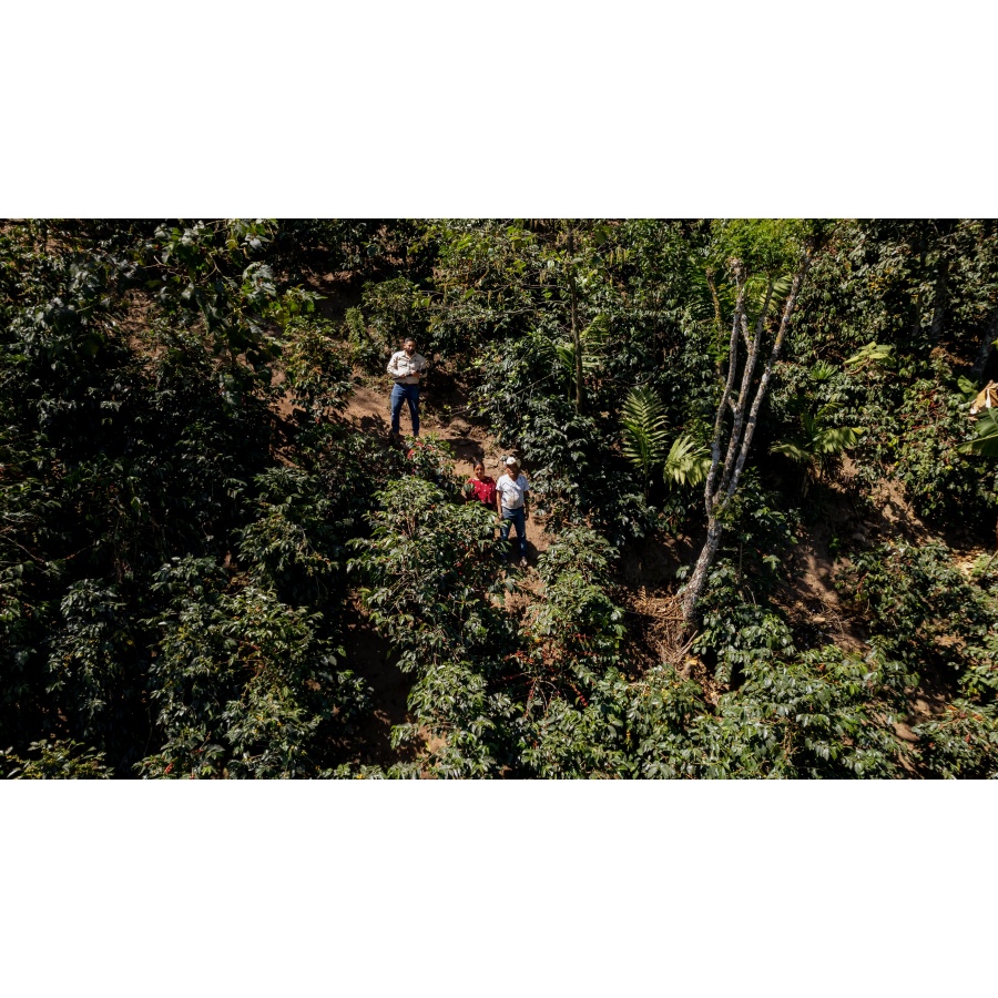 GourmetCoffee Specialitate Guatemala Comal 250g