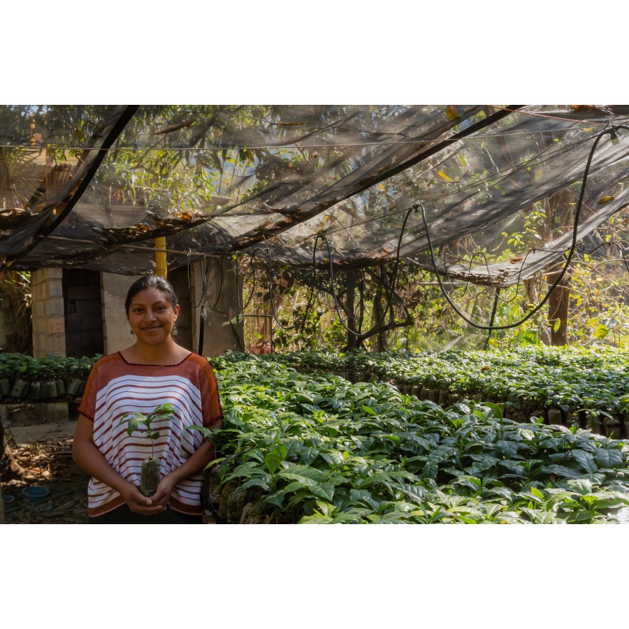 GourmetCoffee Specialitate Guatemala Huehuetenango ESP 250g