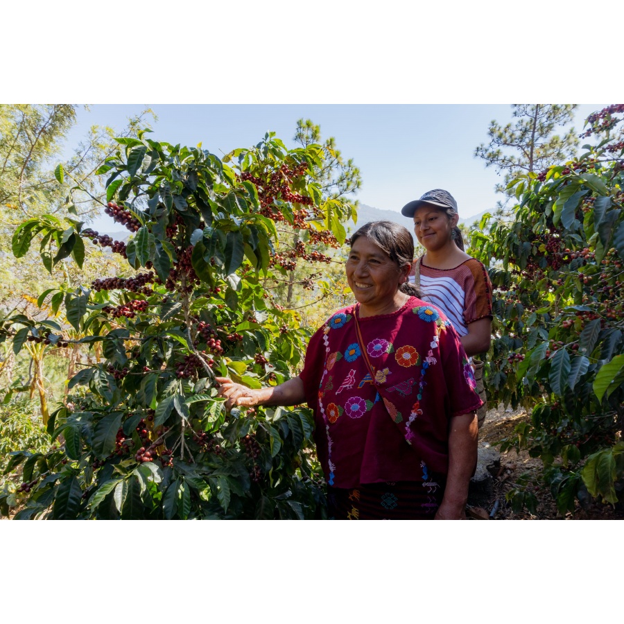 GourmetCoffee Specialitate Guatemala Huehuetenango ESP 250g