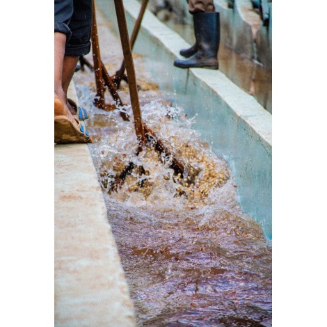 GourmetCoffee Specialty Kenya Baragwi - Guama AA 250g