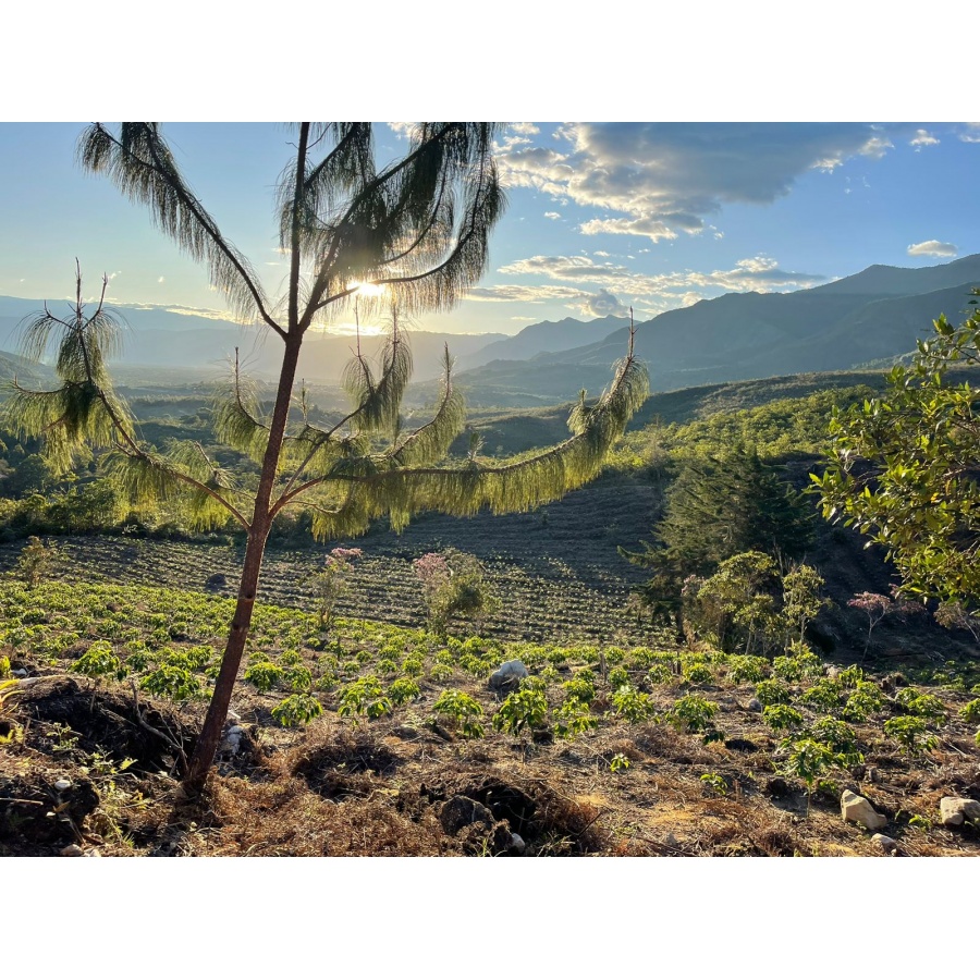 GourmetCoffee Specialitate Peru Monterverde 250g