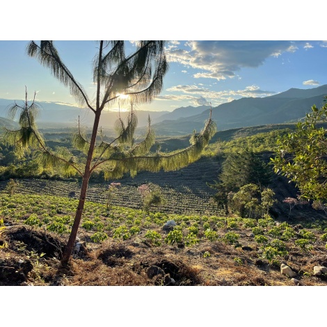 GourmetCoffee Specialitate Peru Monterverde 250g