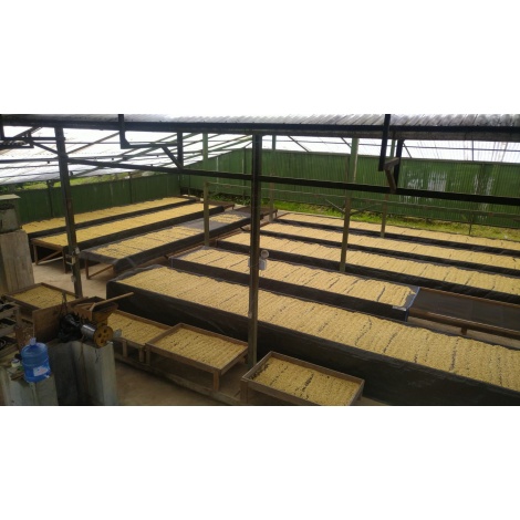 GourmetCoffee Specialitate Peru Monterverde 250g