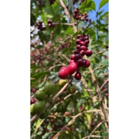 GourmetCoffee Specialitate Etiopia Uraga 250g 2