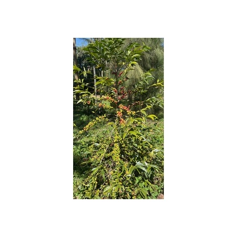 GourmetCoffee Specialitate Etiopia Uraga 250g