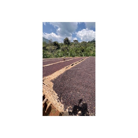 GourmetCoffee Specialitate Etiopia Uraga 250g