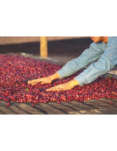 GourmetCoffee Specialitate Brazilia Freitas ESP 250g