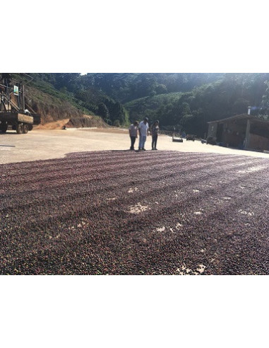 GourmetCoffee Specialitate Brazilia Freitas ESP 250g