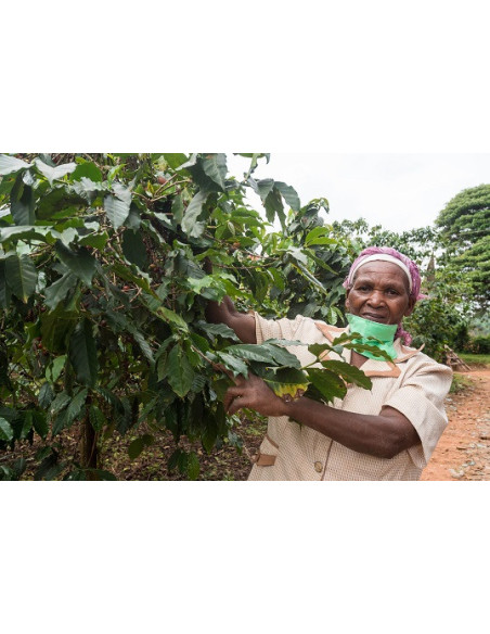 GourmetCoffee Specialitate - Kenya Nyeri 250g