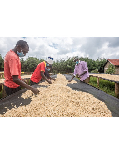 GourmetCoffee Specialitate - Kenya Nyeri 250g