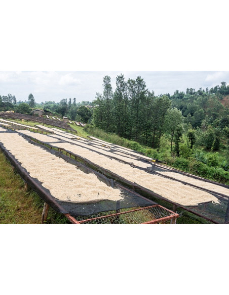 GourmetCoffee Specialitate - Kenya Nyeri 250g