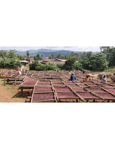 GourmetCoffee Specialitate Etiopia Dambi Natural 250g