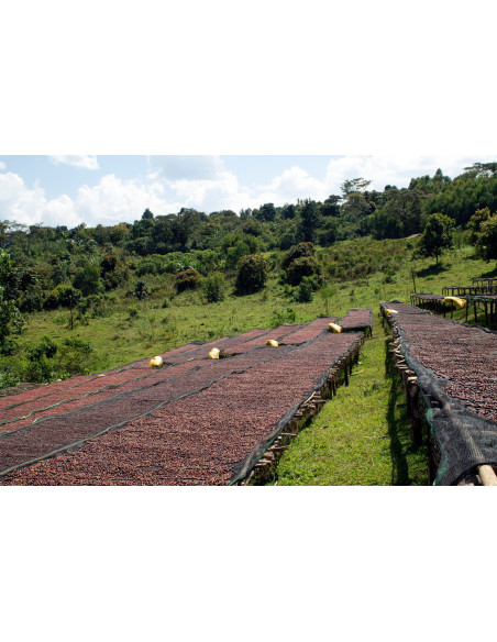 GourmetCoffee Specialitate Etiopia Dambi Natural 250g