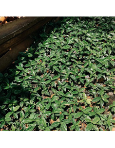 Nordbeans Rodolfina - Filtru 250g 2