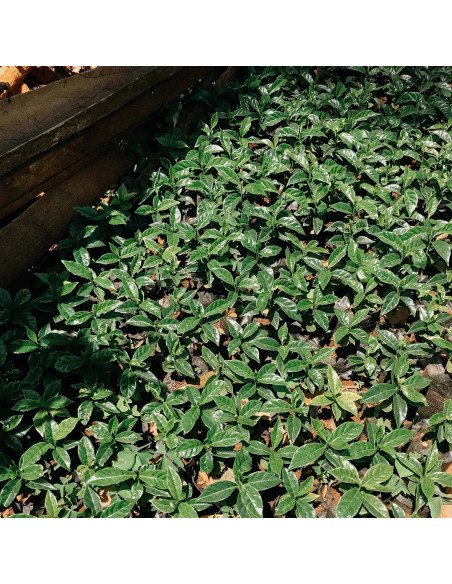 Nordbeans Rodolfina - Filtru 250g