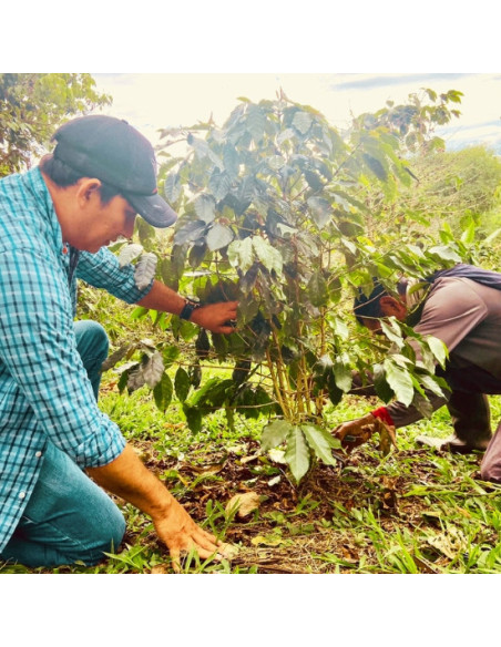 Peru Huancaruna BIO, boabe de cafea Arabica