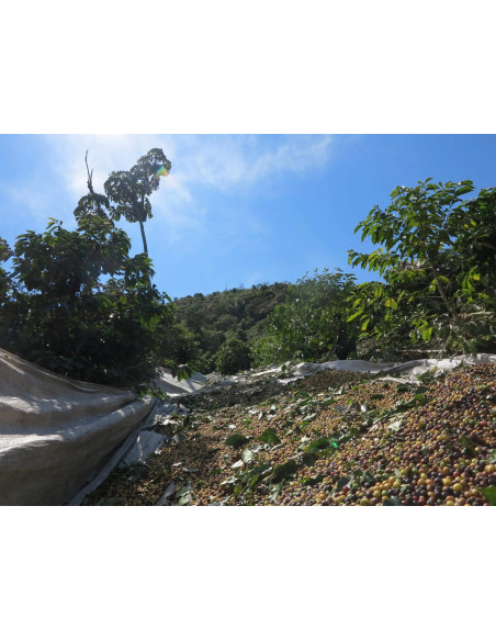 GourmetCoffee Specialty Brasil Vermelha ESP 250g