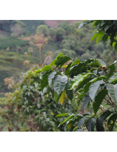 GourmetCoffee Specialitate Columbia La Cabana 250g 2