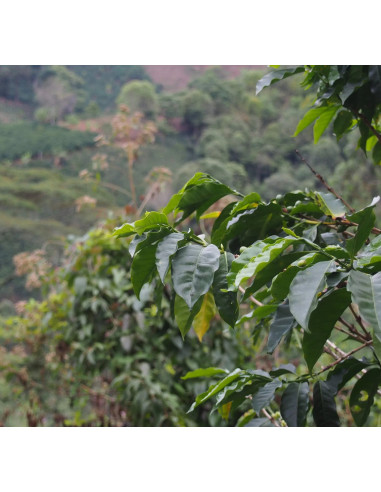 GourmetCoffee Specialitate Columbia La Cabana 250g