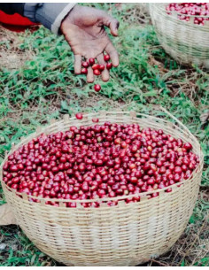 Cafeaua tatălui Amestecul mamei ESP 250g 2