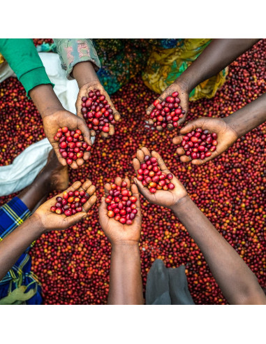 Nordbeans Funky Filtr Uganda 250 g cafea boabe